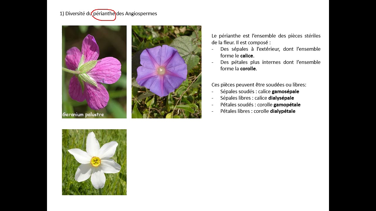 Présentation de l'analyse florale