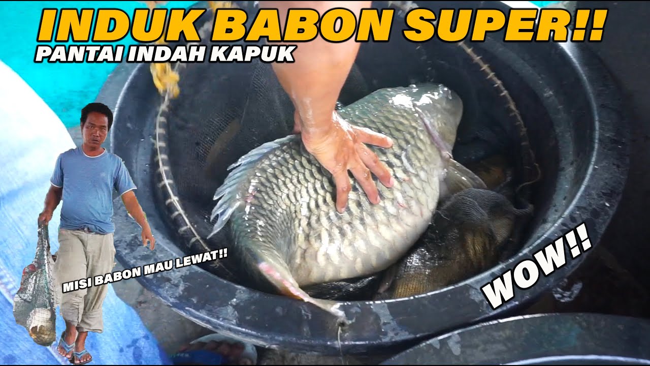 BABON SUPER PENGHUNI PEMANCINGAN INI NAIK!! PEGEL MANCING DISINI!