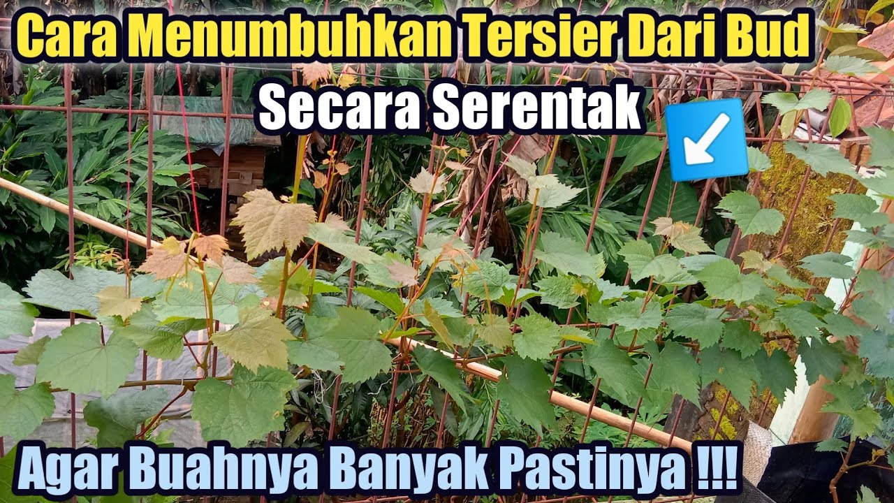 Cara Menumbuhkan Tersier Anggur Dari Bud Secara Serentak‼️🍇🍇
