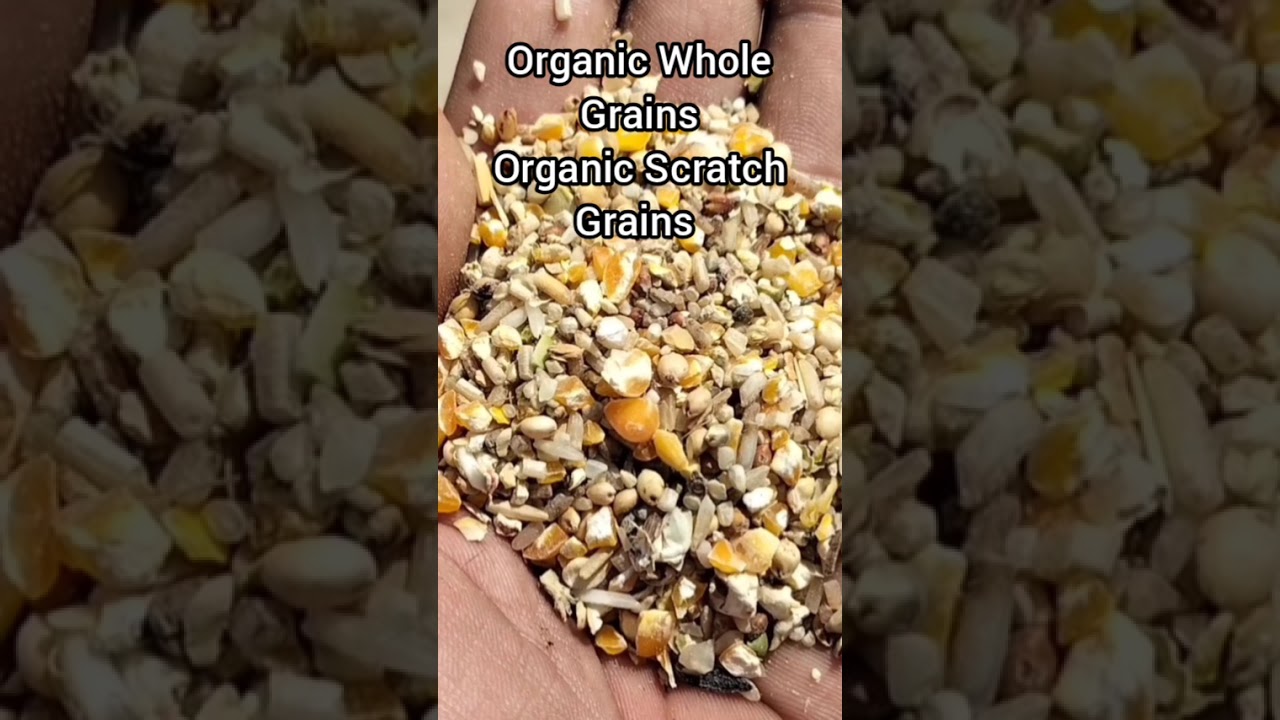 What to Feed Chickens in Winter | Oyster Shell | Organic Scratch Grains | Dr. ARSHAD Vet