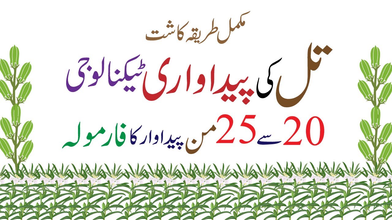 Sesame Production Technology || تل کی کاشت || Sesame