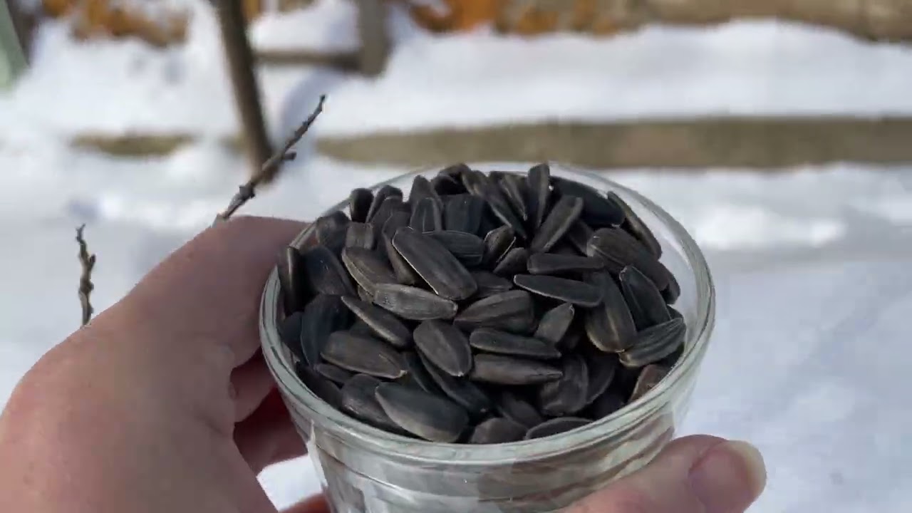 Иду кормить птичек/I'm going to feed the birds