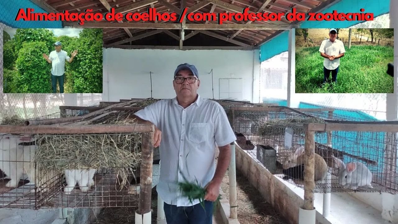 Alimentação para coelhos / forragem para coelhos/ com professor da zootecnia