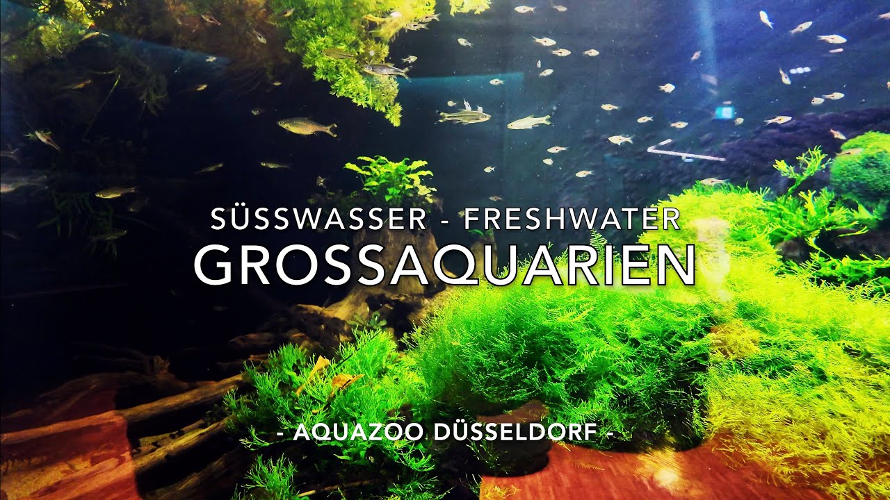 Süsswasser Freshwater Großaquarien Düsseldorf Aquarium 🐟 Ausflug mit Familie Auch Korallen Aquarium