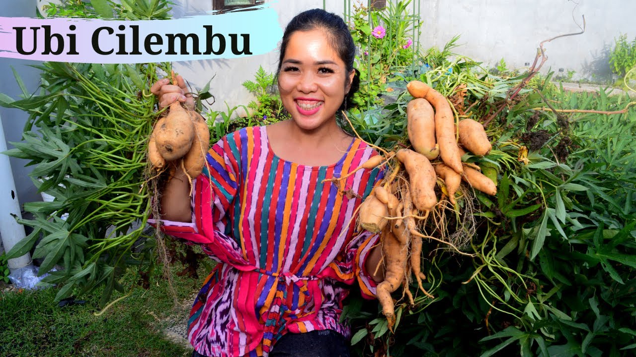 Rahasia Sukses dari Pembibitan hingga Pemanenan Ubi Madu Cilembu dalam Raised Bed.