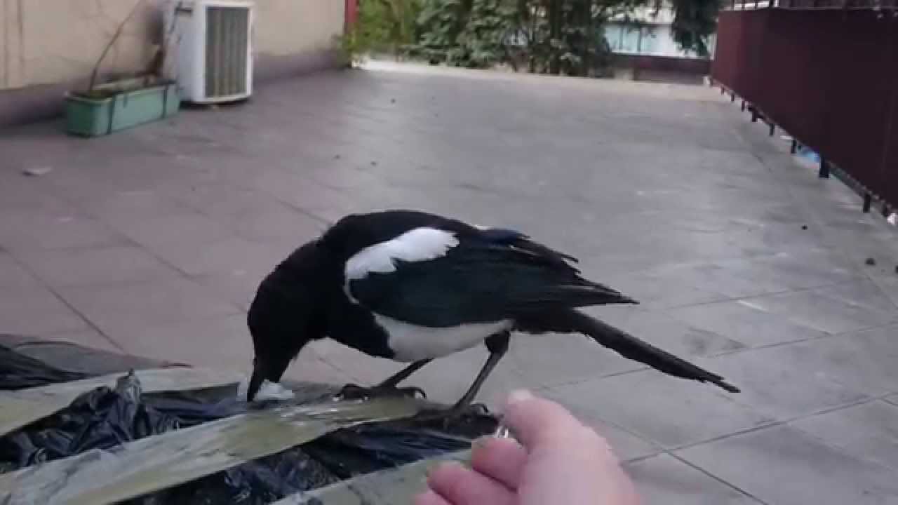 oswojona sroka