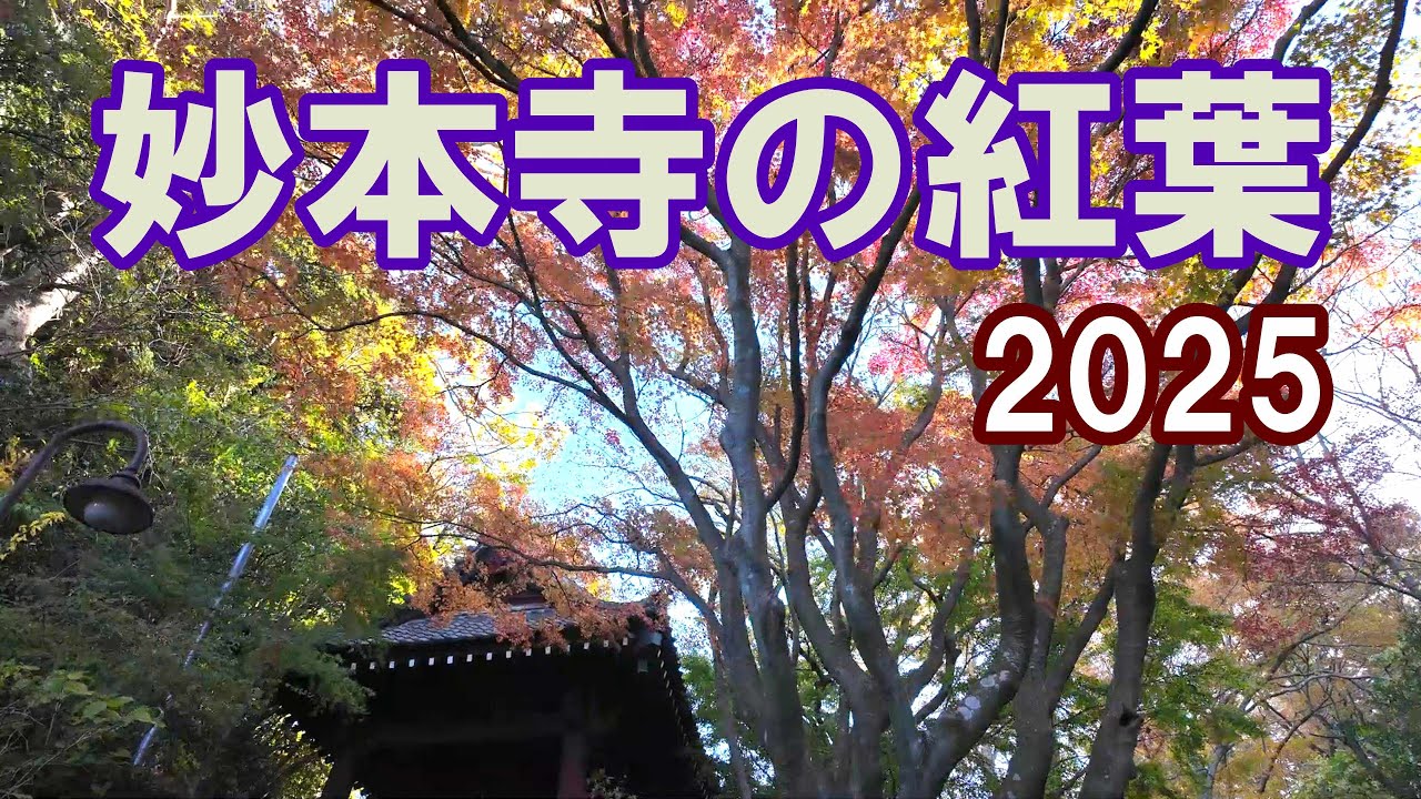 妙本寺の紅葉　2025年　(鎌倉市大町)