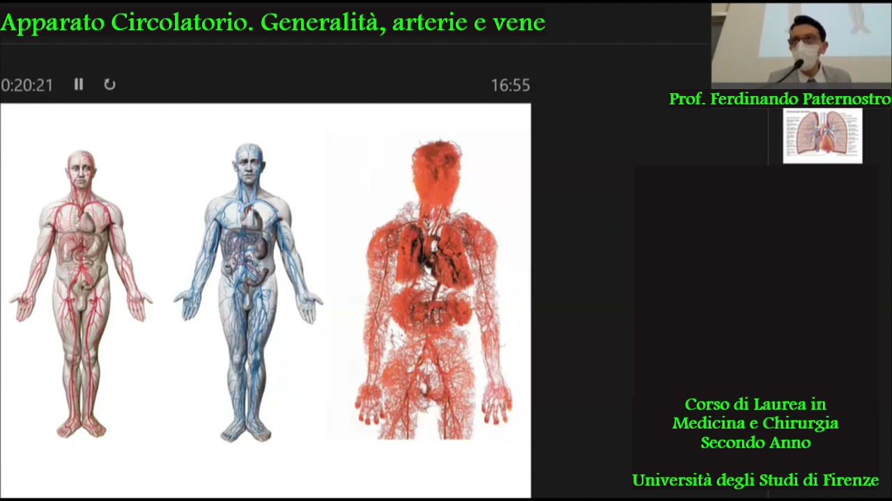 APPARATO CIRCOLATORIO  1