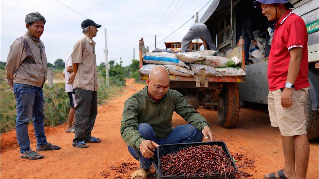 H&Ocirc;M NAY TH&Eacute;P CHO G&Agrave; ĂN CHẾ PHẪM TỪ TR&Ugrave;N QUẾ & NHẬN 10 TẤN PH&Acirc;N CẢI TẠO ĐẤT | CUỘC SỐNG N&Ocirc;NG D&Acirc;N