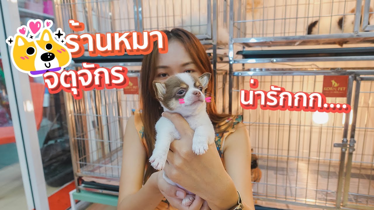 VLOG #8 ร้านหมา จตุจักร พาไปเล่นกับเด็กๆ ปอม ชิวาวา