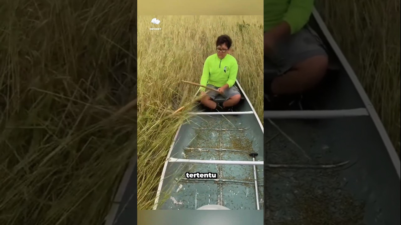 Panen padi liar