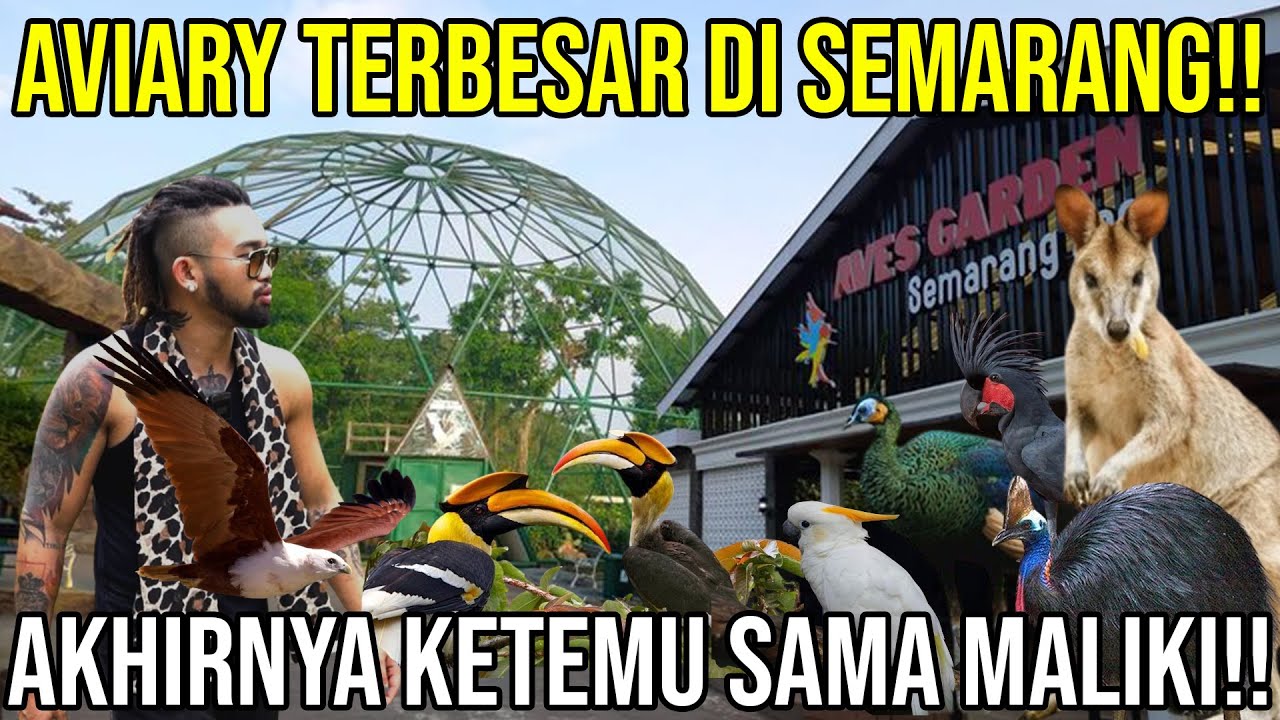 AVIARY TERBESAR DI SEMARANG!! AKHIRNYA KETEMU SAMA MALIKI!! SEMARANG ZOO #KINGOFTHEJUNGLE