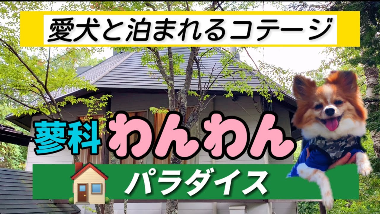 【愛犬と行く旅行】蓼科わんわんパラダイス　コテージレビュー【パピヨン犬ビビりなノエルくん】