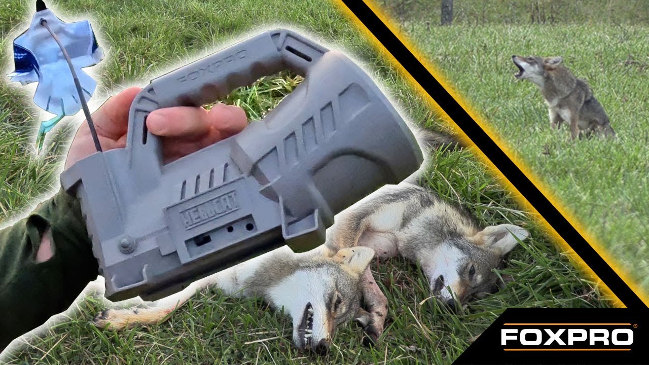 Hammerin' Coyotes With The FOXPRO Hellcat