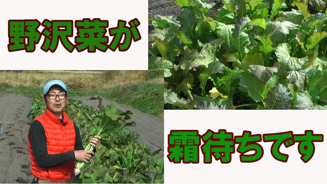 野沢菜って、カブなの？