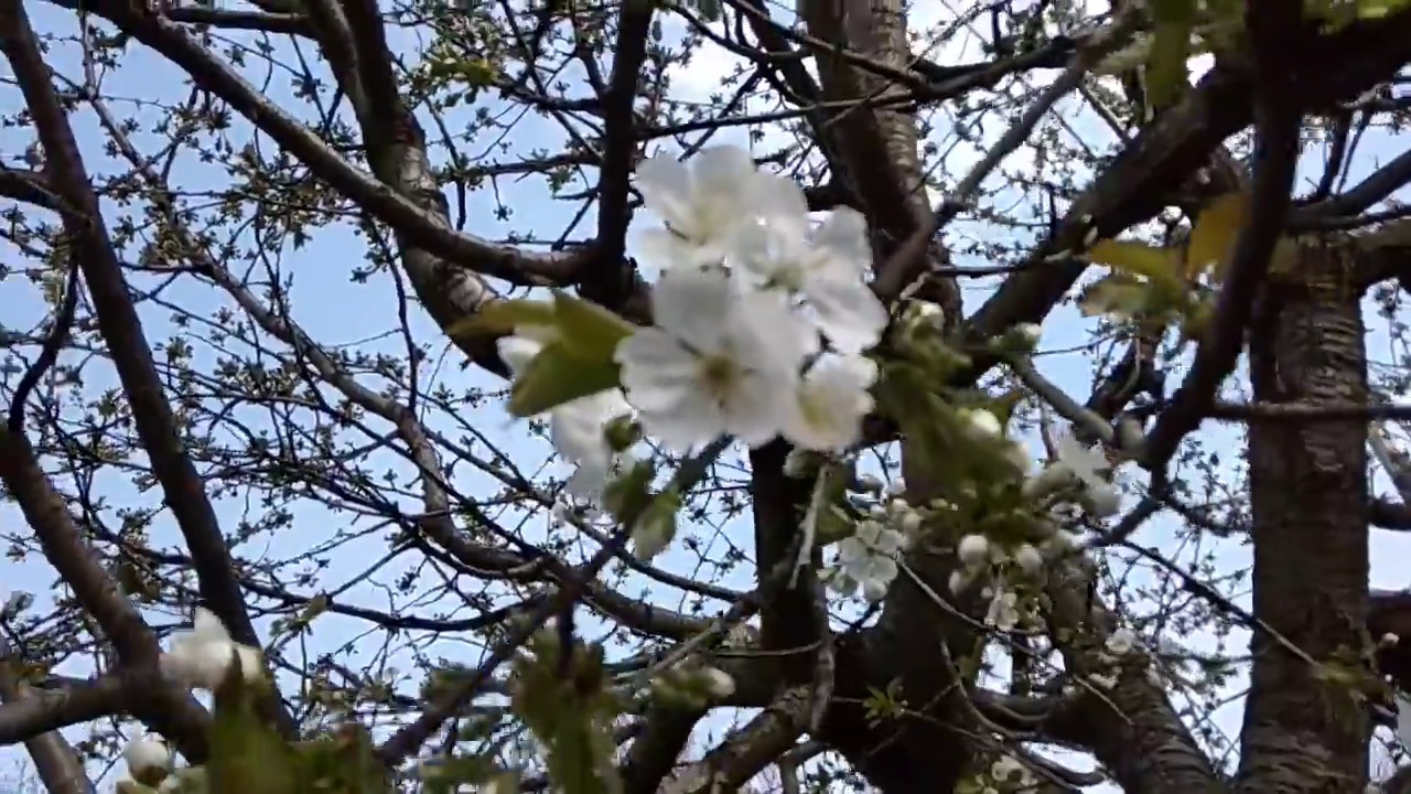 Полет пчелы черешня 20180414