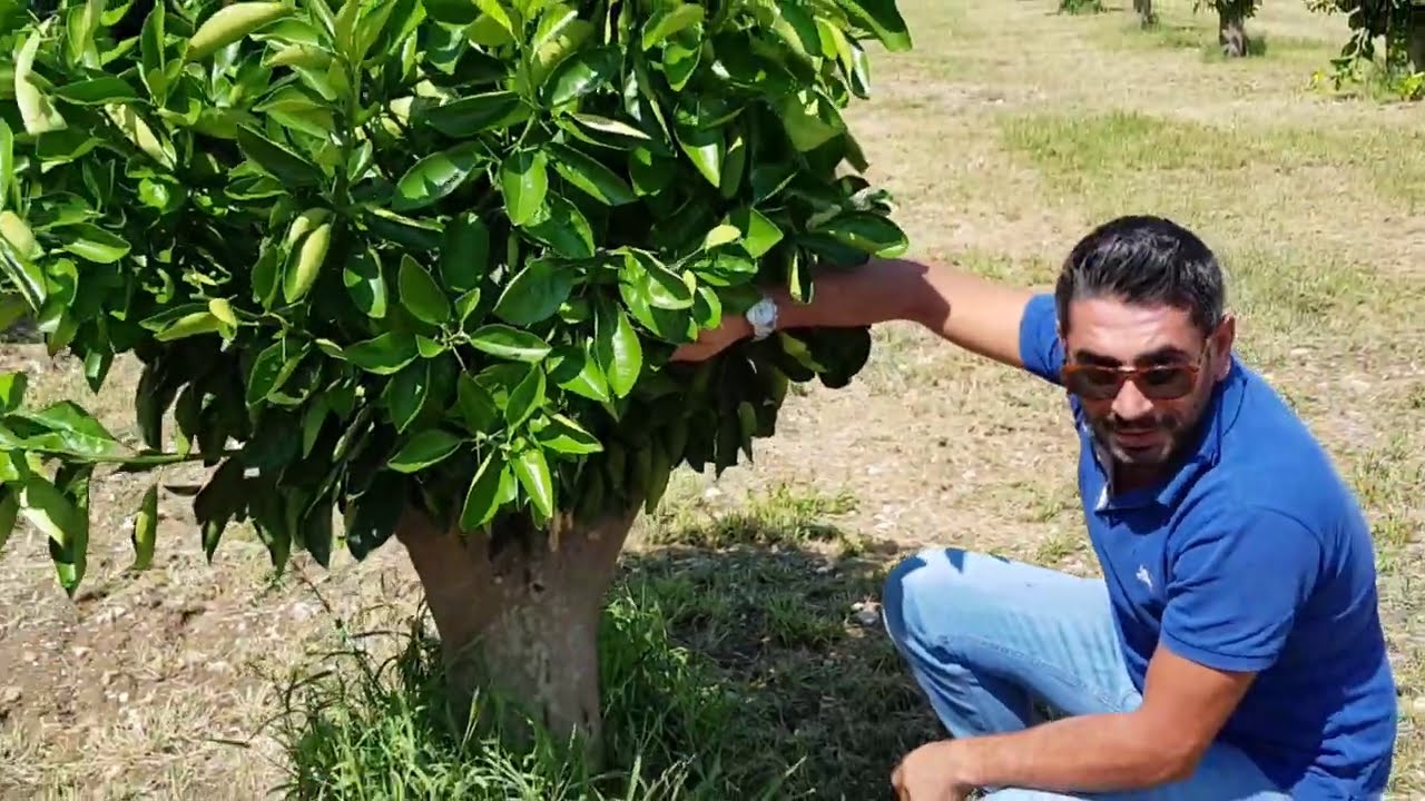 POTATURA DI RIFORMA ESPERIENZA SUGLI AGRUMI - PARTE PRIMA
