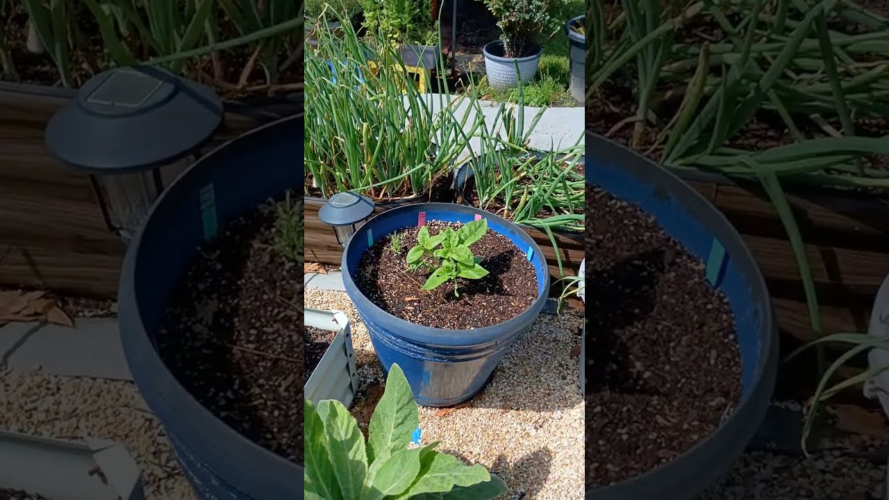 Garden update @davidcoreywithcrop8686