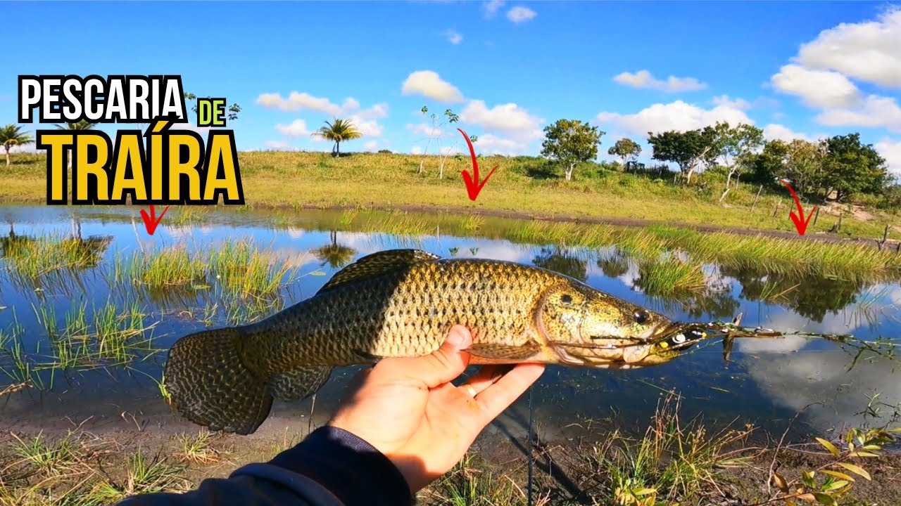 🚨 Esse lugar esconde as traíras gigantes! PESCARIA de TRAÍRA na SUPERFÍCIE🔥