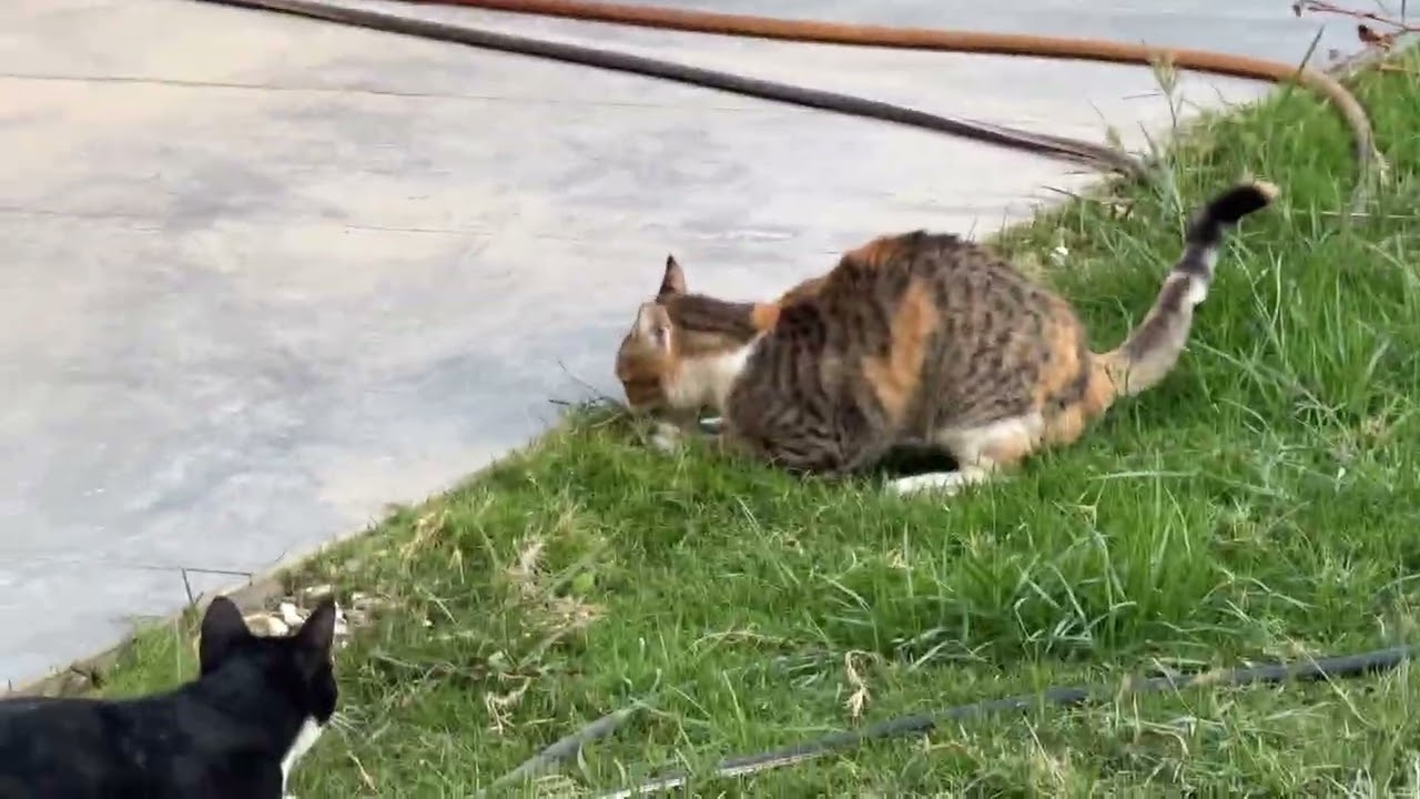 Curious Cats