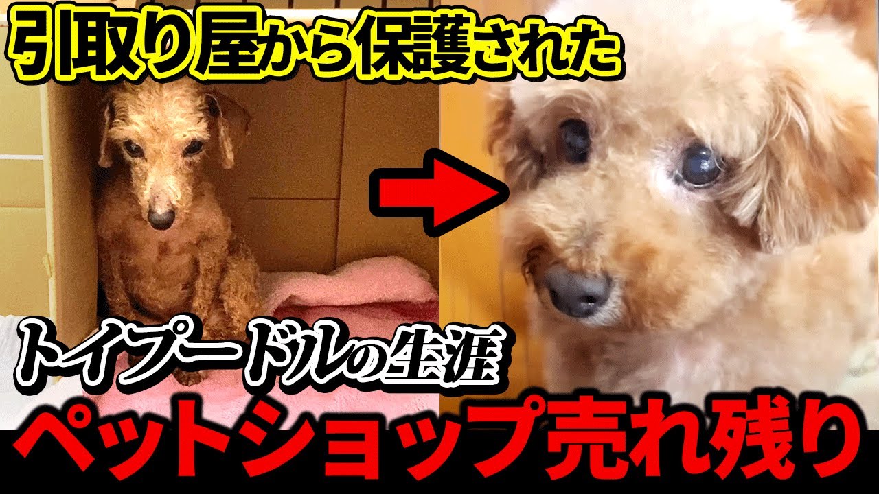 【引き取り屋　ﾄｲﾌﾟｰﾄﾞﾙ　大量生産】ペットショップ売れ残りのトイプードル幸ちゃんの生涯　ﾀﾞｲｼﾞｪｽﾄ