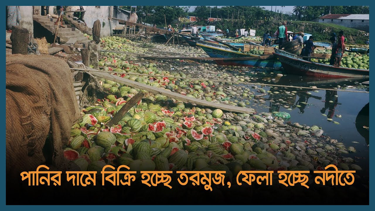 বরিশালে পানির দামে বিক্রি হচ্ছে তরমুজ, ফেলা হচ্ছে নদীতে | Latest Bangla News | Dhaka Post