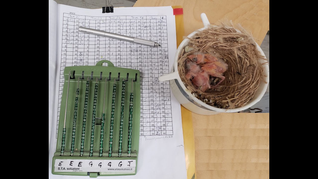 Canary Banding