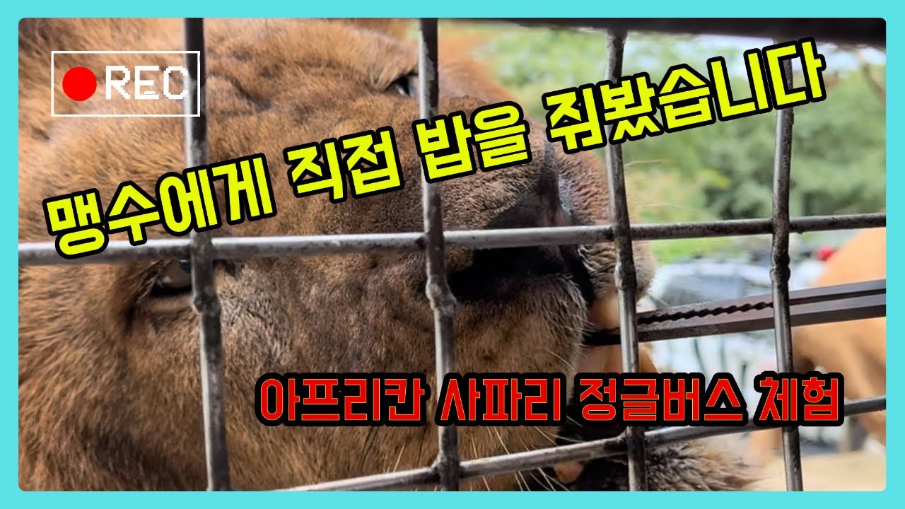 [일본 가족여행] 여기가 아프리카야, 일본이야? 후쿠오카 근교 필수 코스, 아프리칸 사파리!