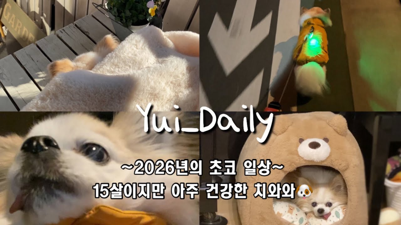 〔VLOG〕最近のかわいいチョコ動画🐶귀여운 초코 일상..!