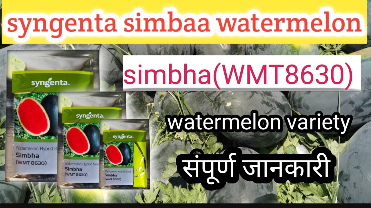 Syngenta simbha Watermelon | 