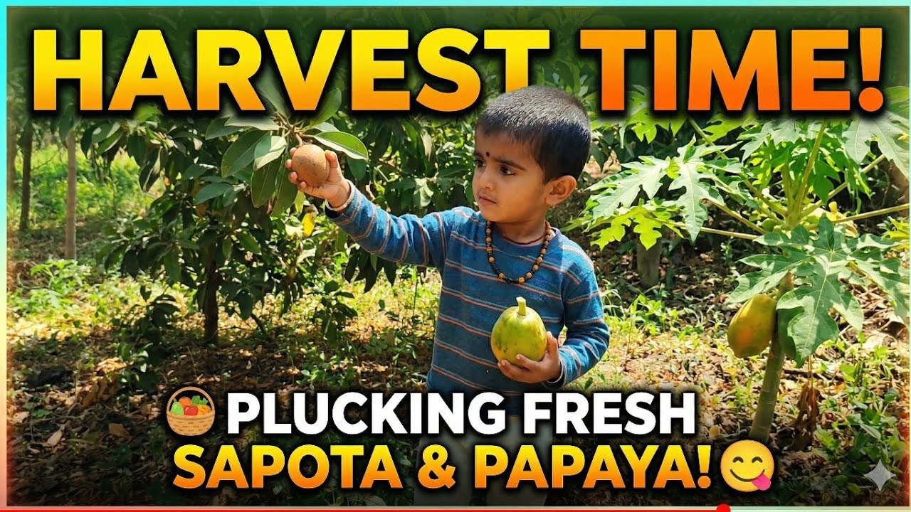 ಹಣ್ಣು ಕೀಳೋಣ ಬನ್ನಿ (Fruit harvest) - #organicfarming #fresh #fruits #harvest #plucking #natural 