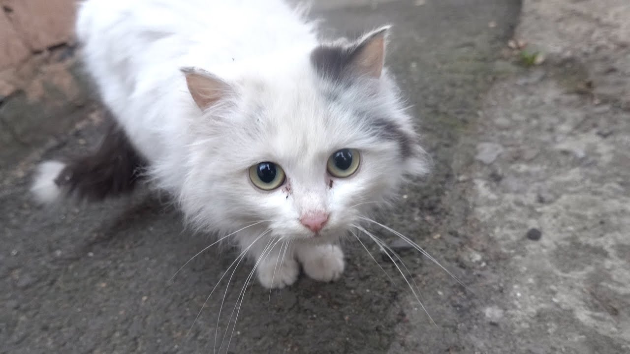 Beauty white cat wants to cuddle