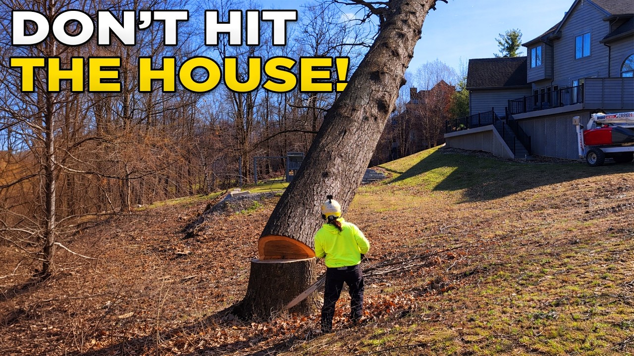 How We Removed 13 Trees in ONE DAY! | Part 2