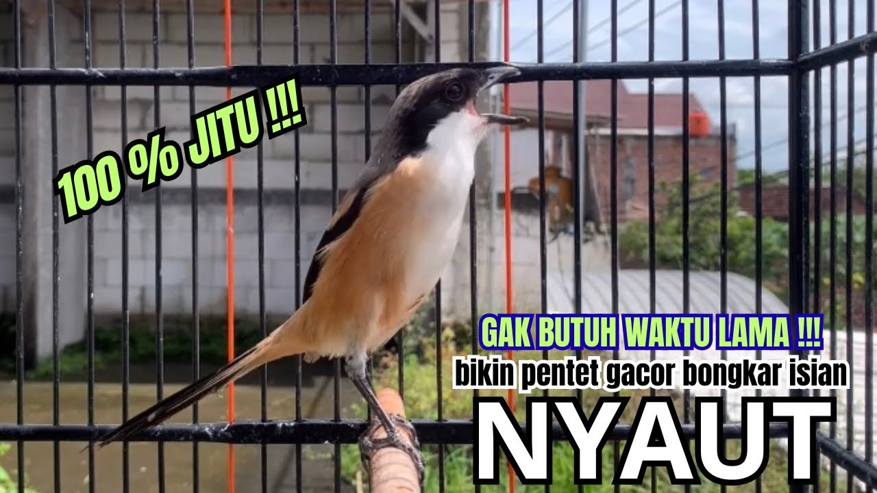 cendet gacor AMPUH FULL ISIAN,, PANCINGAN CENDET AGAR BUNYI bikin BURUNG PENTET GACOR RAJIN BUNYI
