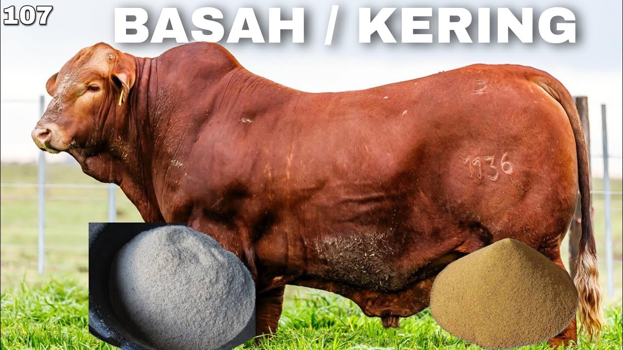 PILIH PAKAN SAPI BASAH ATAU PAKAN KERING BOLO