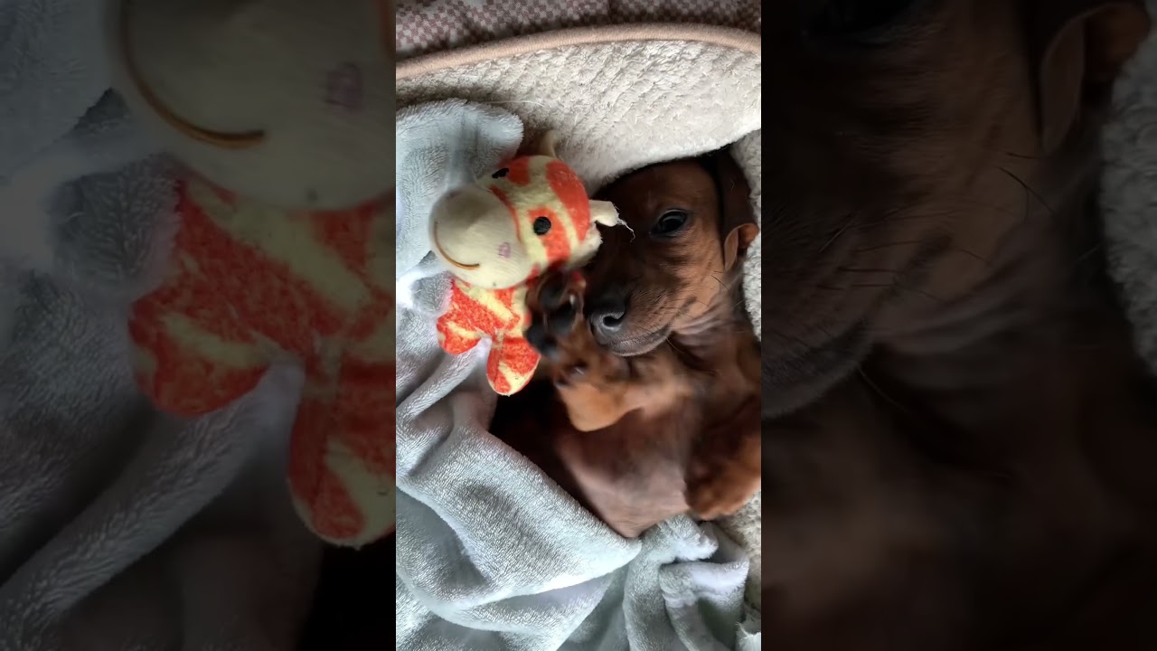 Mini doxie puppy making silly faces! #throwback