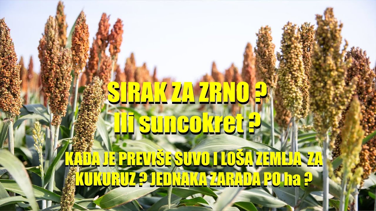 UGOVARANJE proizvodnje SIRKA - tamo gde JE SUŠA i kukuruz ne uspeva - ili IĆI NA SUNCOKRET ?