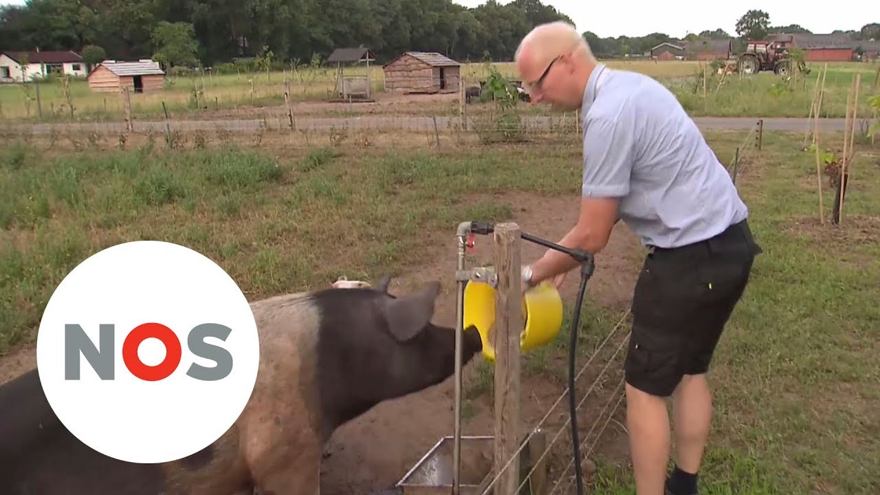 BIOLOGISCH BOEREN: Mensen kiezen toch vaak voor het goedkope vlees