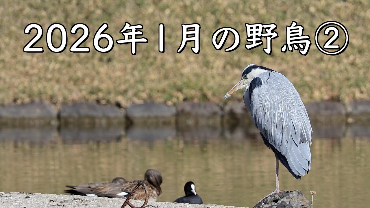 2026年1月の野鳥②