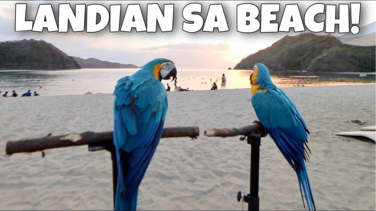 NAGLANDIAN SI KELLY AT BRUNO SA PICO DE LORO BEACH! Ang daming birds of prey! (LAWIN) | Murillo Bros