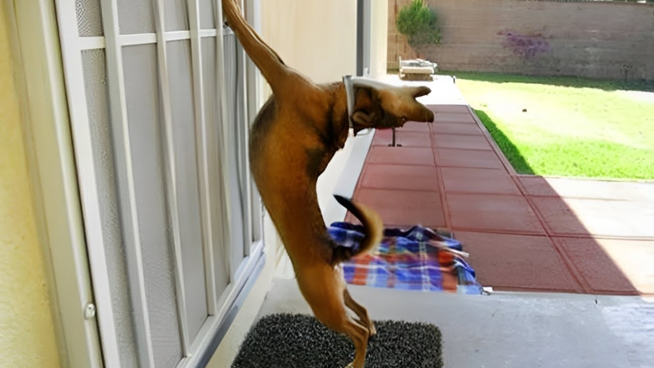 ¡Los videos más divertidos de animales, perros y gatos que te alegrarán el día al instante! 😹🐶