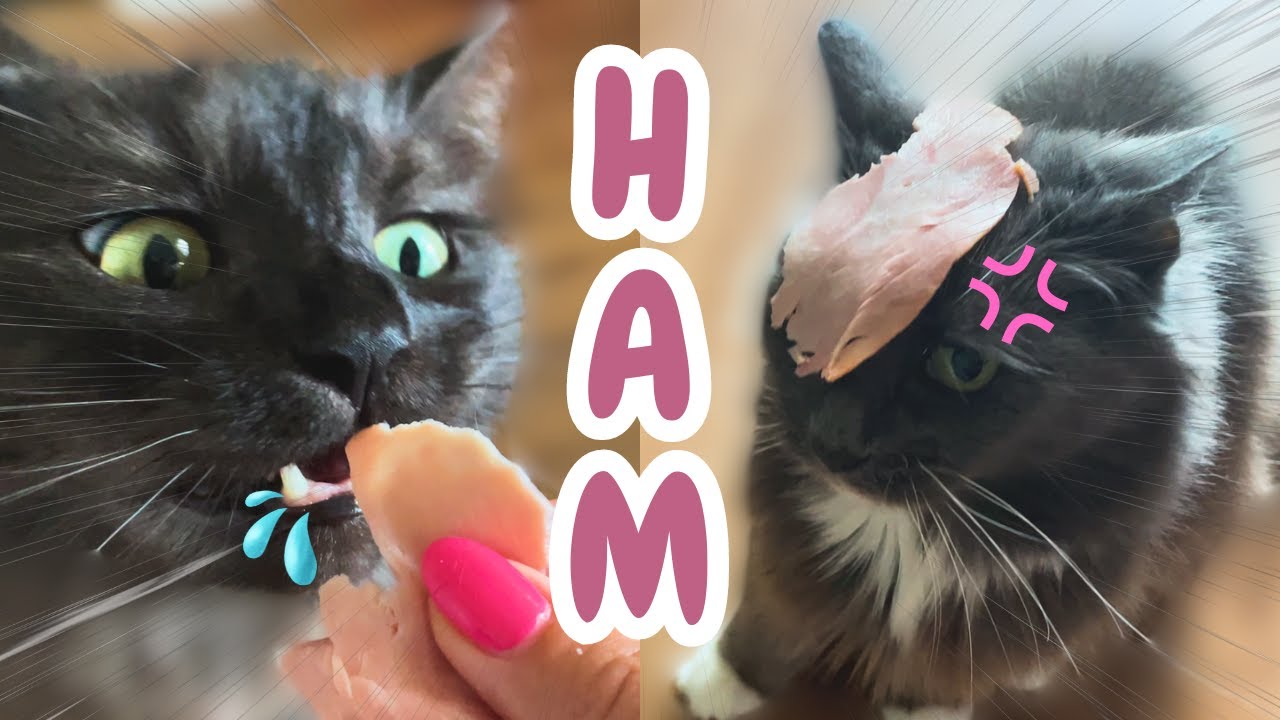 Ham from Nan