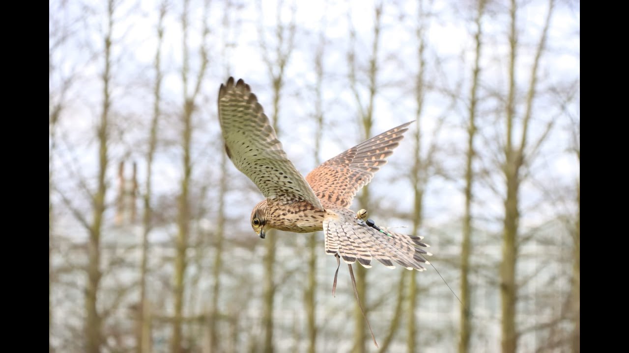 Meet Birds of Prey | Fens Falconry