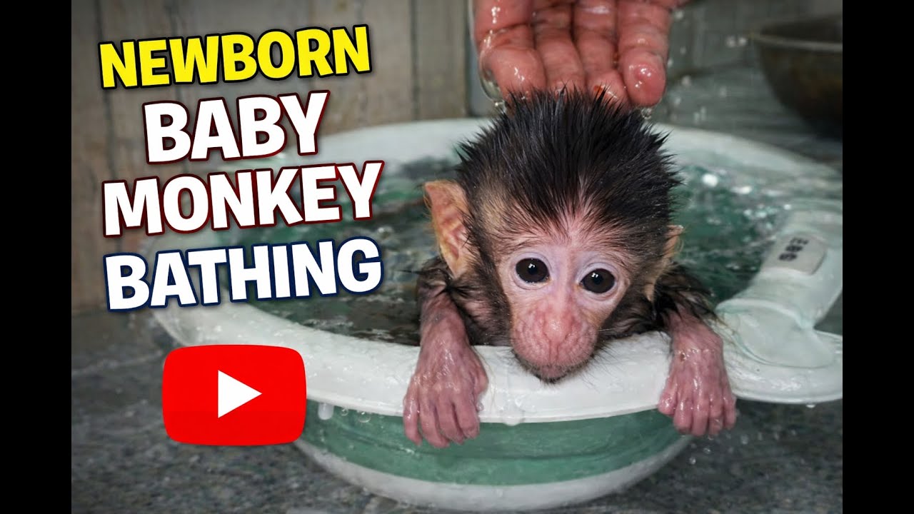 OMG.. THIS NEWBORN BABY MONKEY IS STARTING TO BE BATHED BECAUSE IT'S STICKYMonkey Yuki