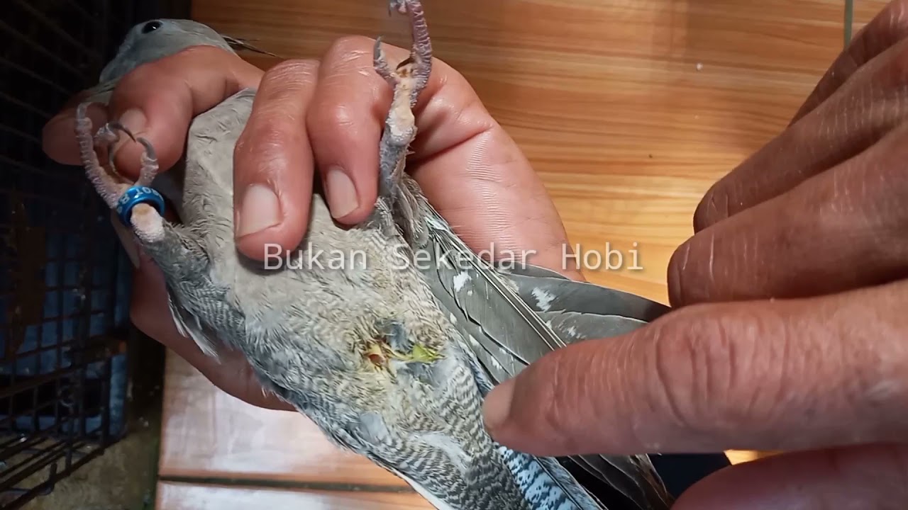 Burung falk sakit,lesu,bulu mengembang,makan berkurang ini solusi nya || Bang ukat