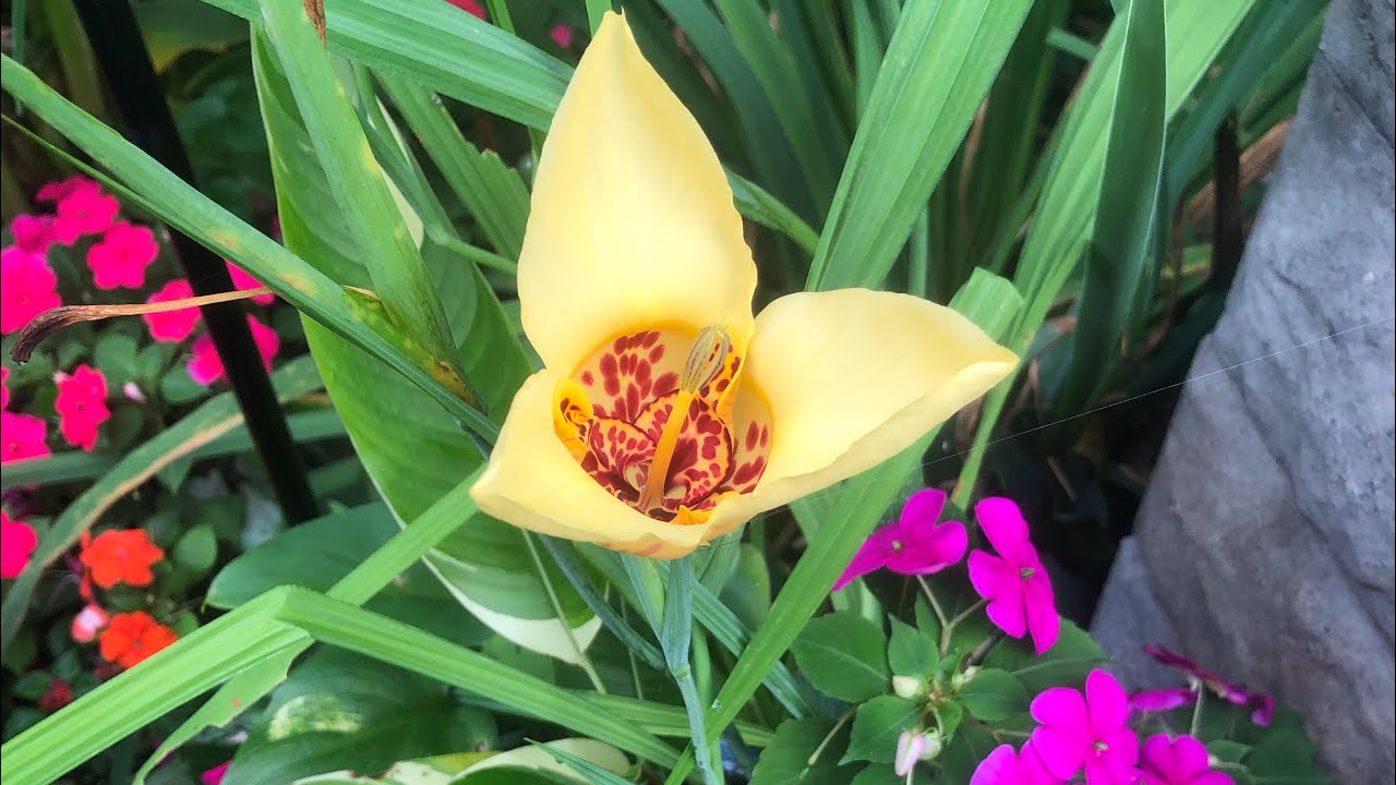 Tropical Garden Tour- Container Edition! | The Barefooted Gardener