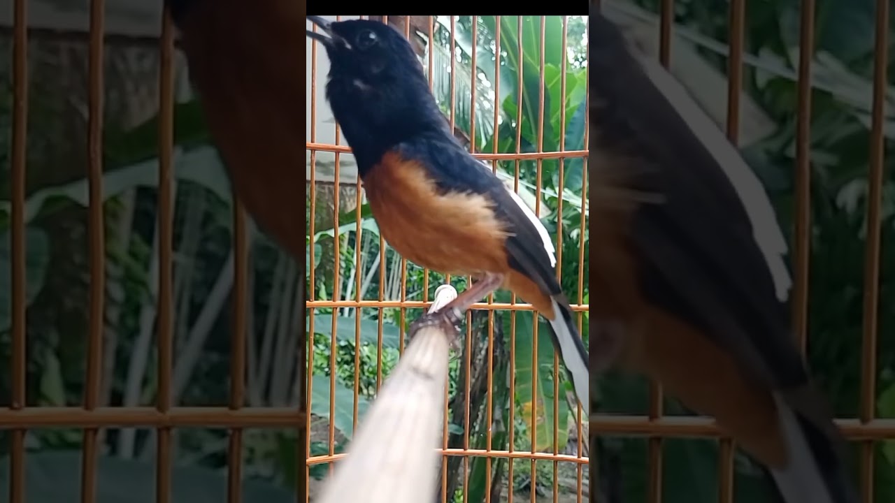 LUAR BIASA murai macet bunyi pun LANGSUNG NYAUT