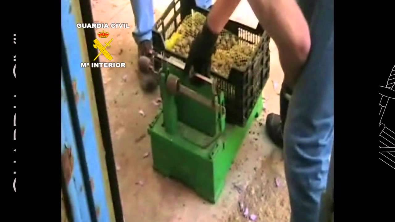 Operación Aspersa. Operaciones de la Guardia Civil. Castellón , SEPRONA