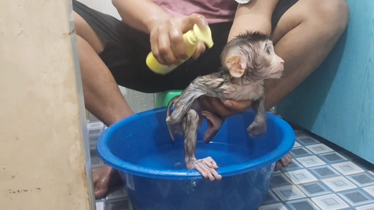 OH NO..The baby monkey Boni is getting more and more tired of being bathed‼️