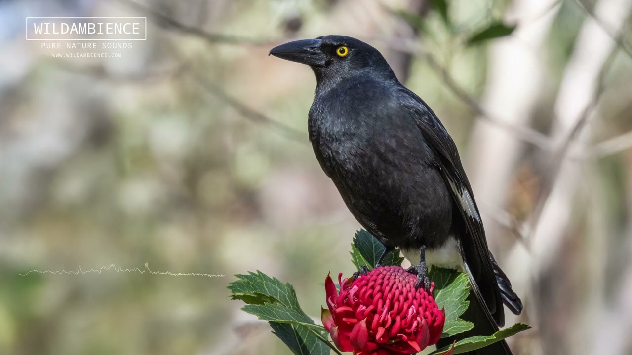 Pied Currawong Sounds - Variety of calls and song phrases